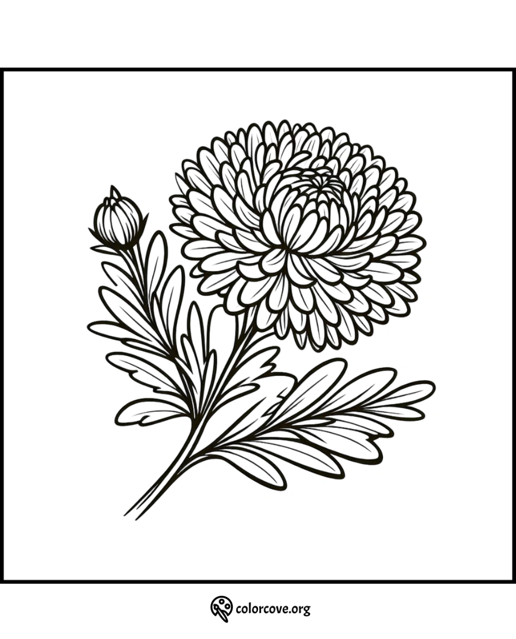 Chrysanthemum coloring page with detailed petals and leaves for kids and adults. Free printable flower design.