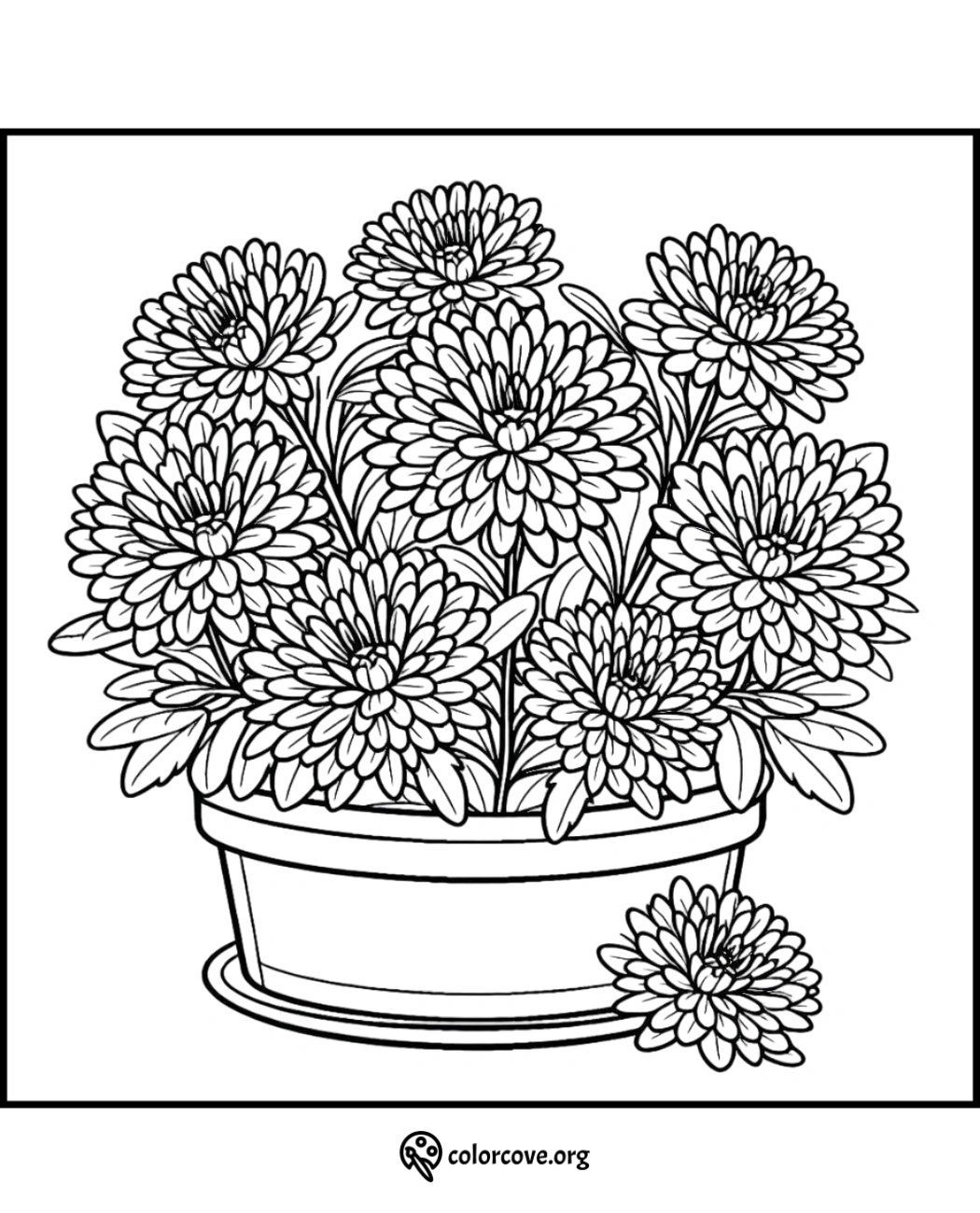 Flower pot with blooming chrysanthemums coloring page for children and adults, detailed flower illustration for color enthusiasts.