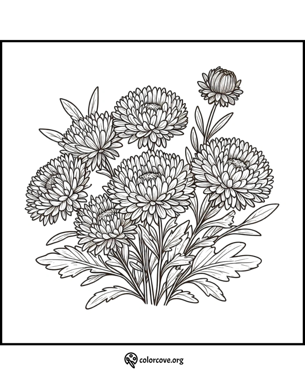 Detailed flower coloring page with blooming chrysanthemums for adults and kids. Perfect for relaxation and creativity.