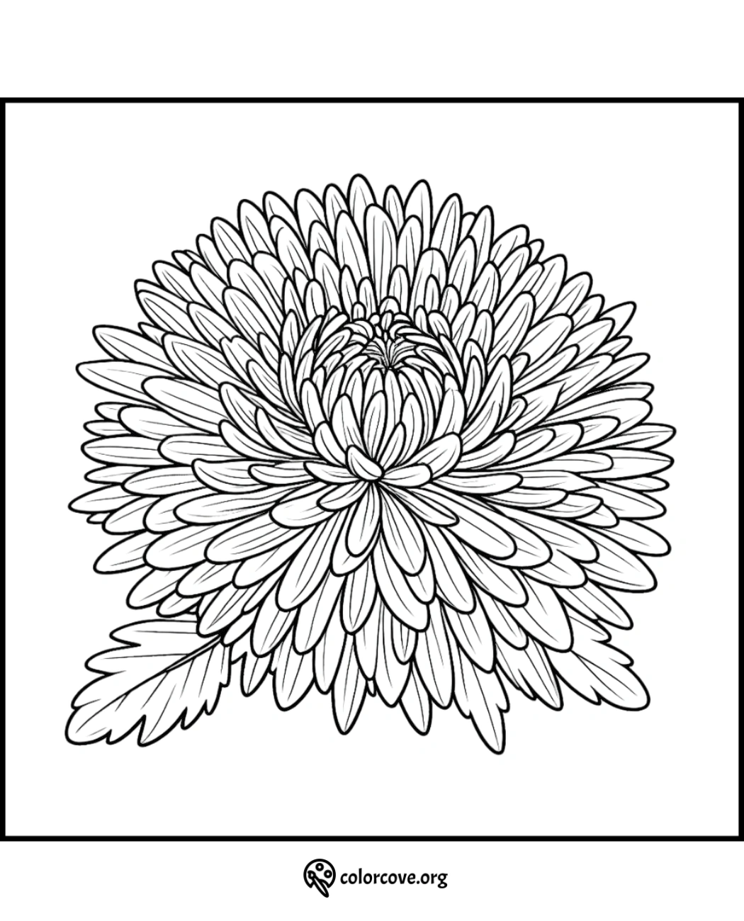 Chrysanthemum coloring page for adults, intricate floral design ideal for stress relief and mindfulness.