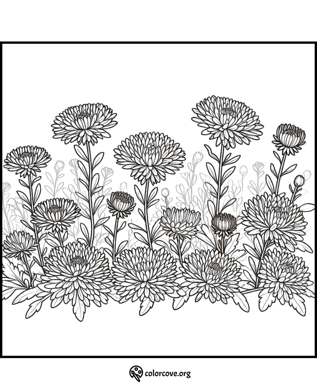 Flower coloring page featuring detailed chrysanthemums and stems. Perfect for floral artwork and relaxation.