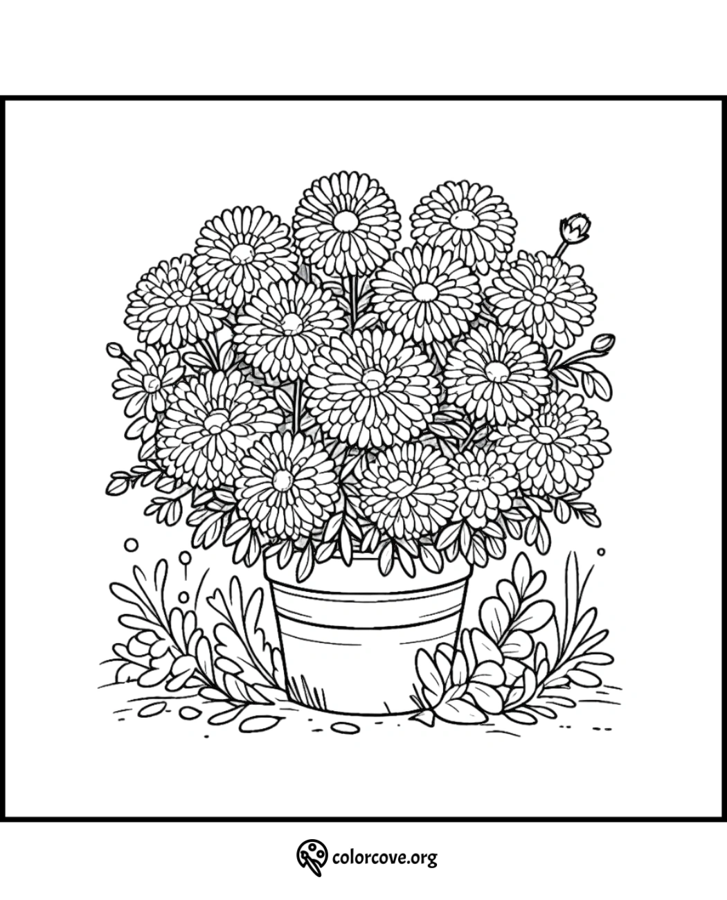 Coloring page of a potted chrysanthemum plant with detailed flowers and leaves. Perfect for adult coloring enthusiasts.