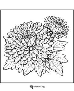 Black and white coloring page of a detailed chrysanthemum flower with leaves. Perfect for kids' and adults' coloring activities.