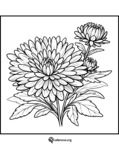 Chrysanthemum flower coloring page with detailed petals and leaves, ideal for adult and kids’ creativity and relaxation.