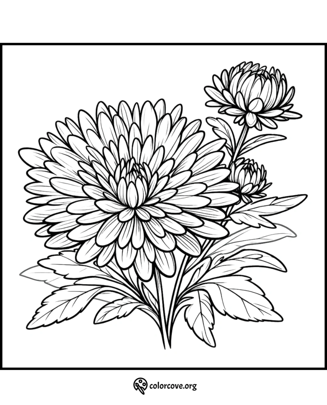 Chrysanthemum flower coloring page with detailed petals and leaves, ideal for adult and kids’ creativity and relaxation.