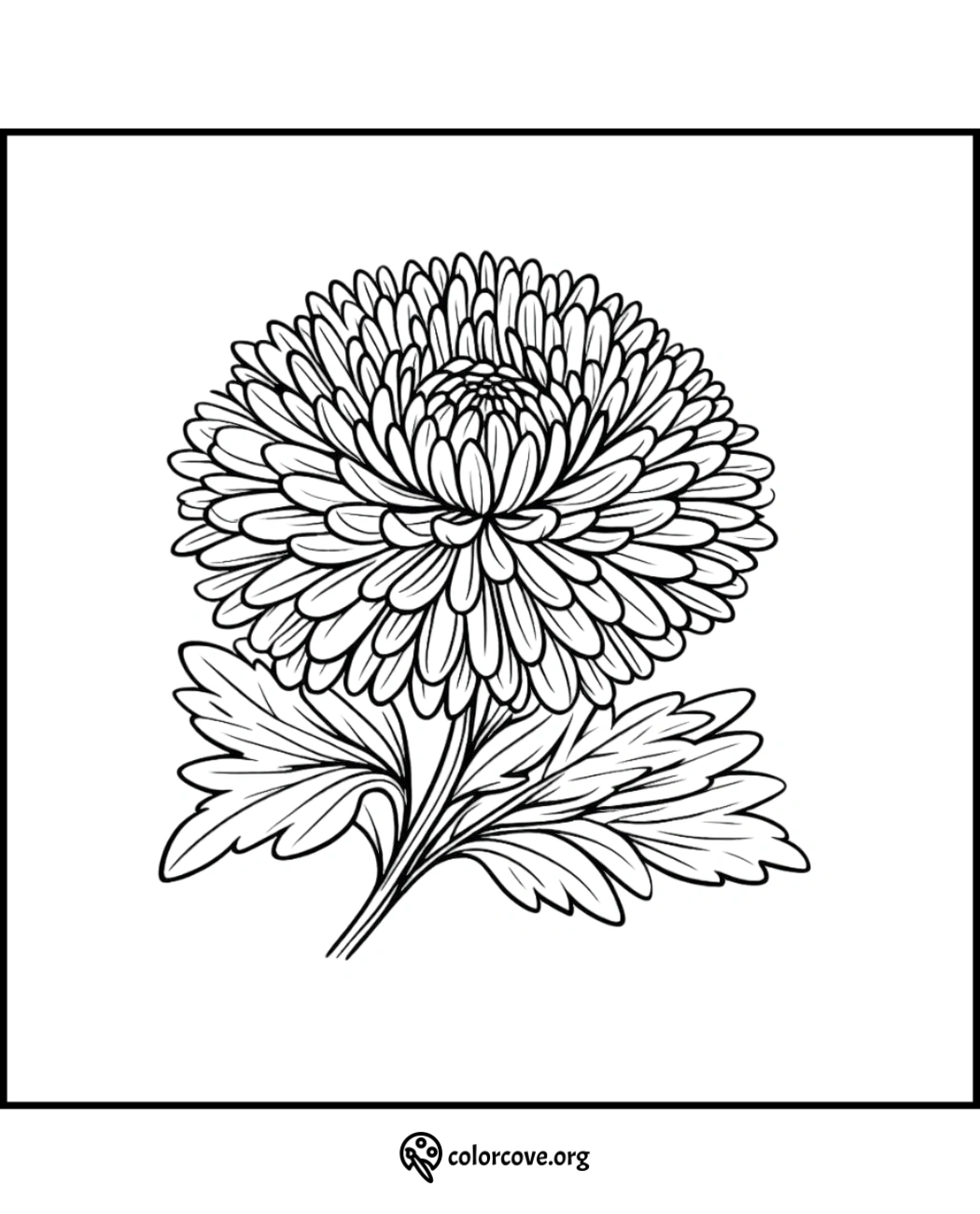 Chrysanthemum coloring page with detailed petals and leaves, perfect for adult and kid coloring enthusiasts.