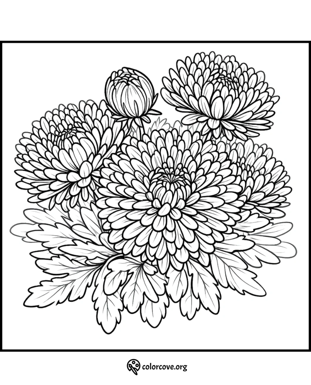 Chrysanthemum coloring page with intricate flower and leaf designs for stress relief and relaxation at colorcove.org.