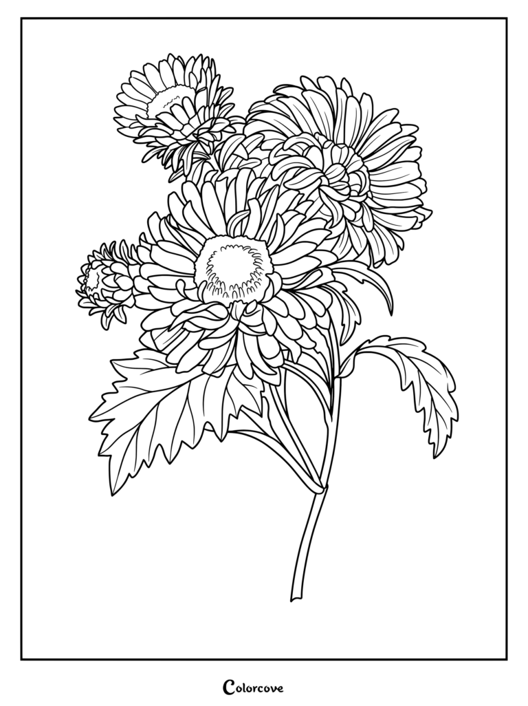 Detailed coloring page featuring a cluster of Aster flowers with layered petals and textured leaves.