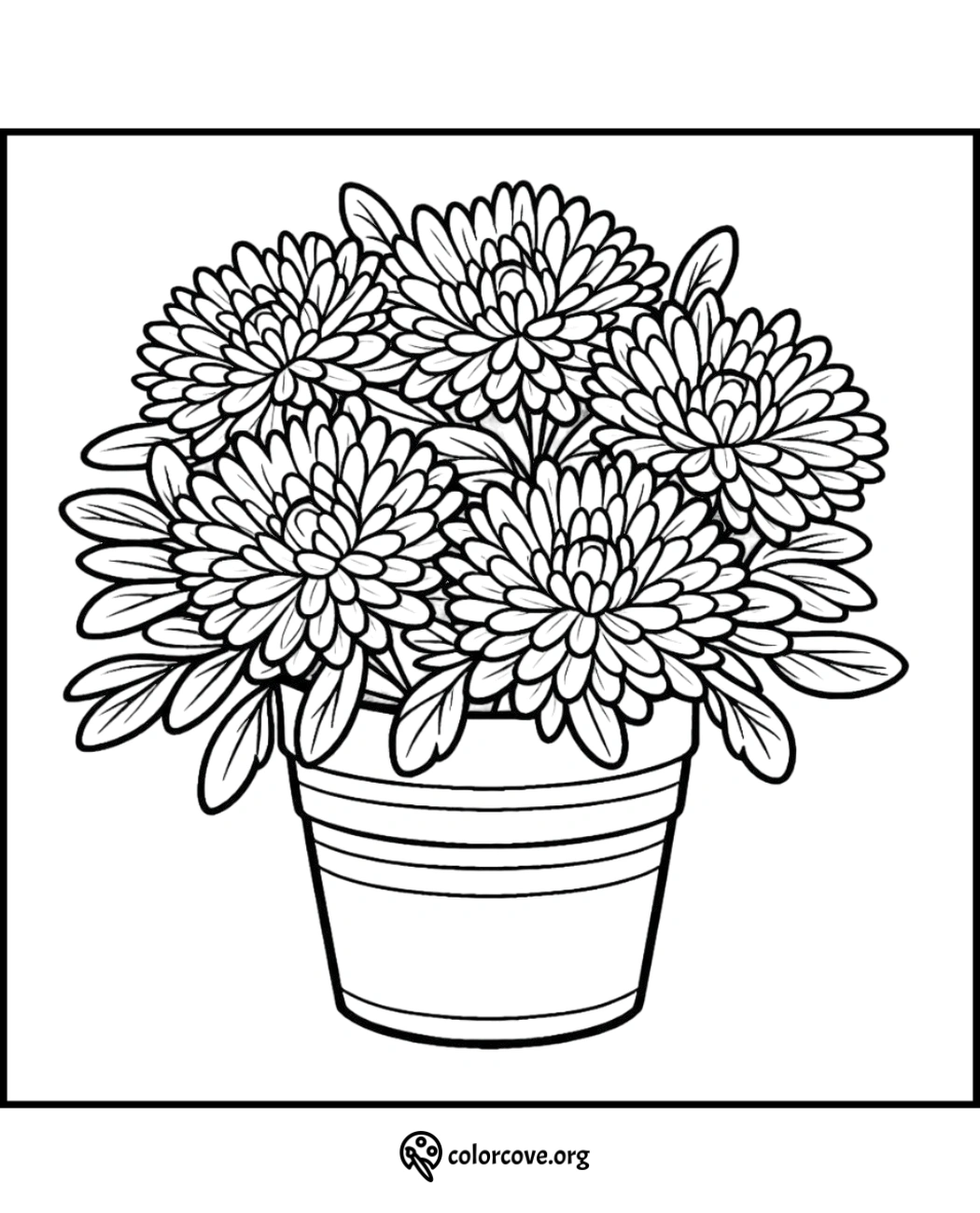 Coloring page of a flower pot with blooming chrysanthemums, ready to be colored. Ideal for kids and adults.