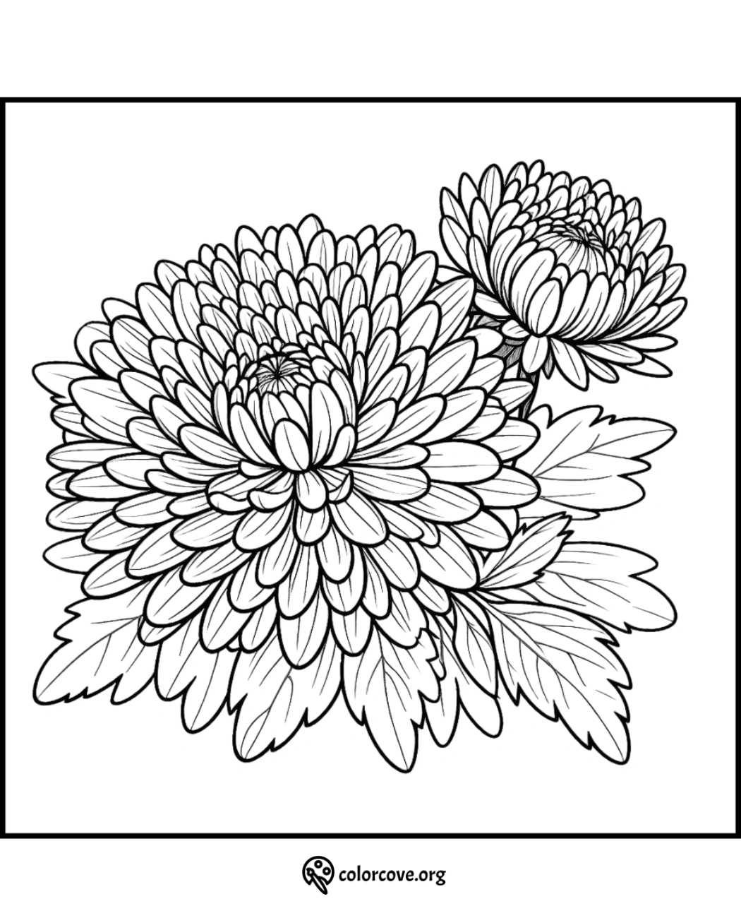 Black and white coloring page of a detailed chrysanthemum flower with leaves. Perfect for kids' and adults' coloring activities.