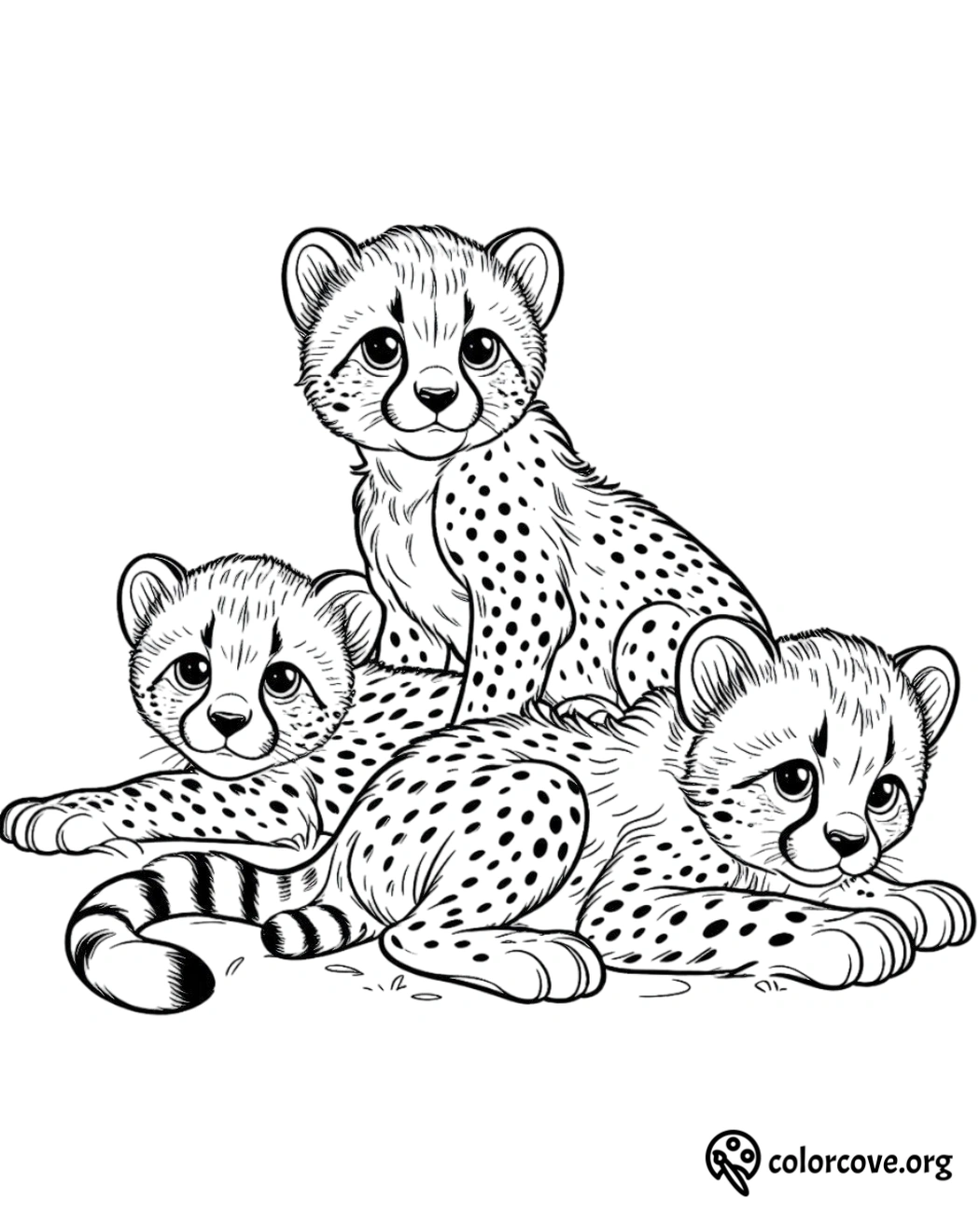 a group of cheetahs lying on the ground