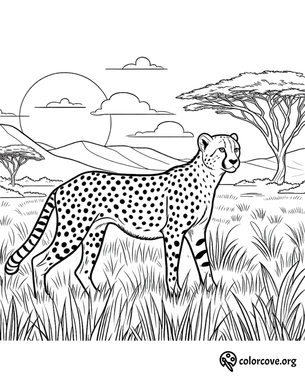 a cheetah in a field