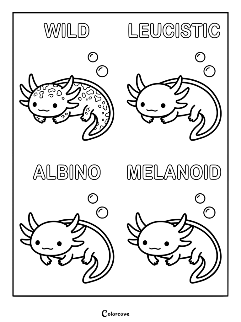 Página para colorear educativa con cuatro variedades de ajolote: Silvestre, Leucístico, Albino y Melanoide, etiquetados con bocadillos de texto y burbujas de agua flotantes.