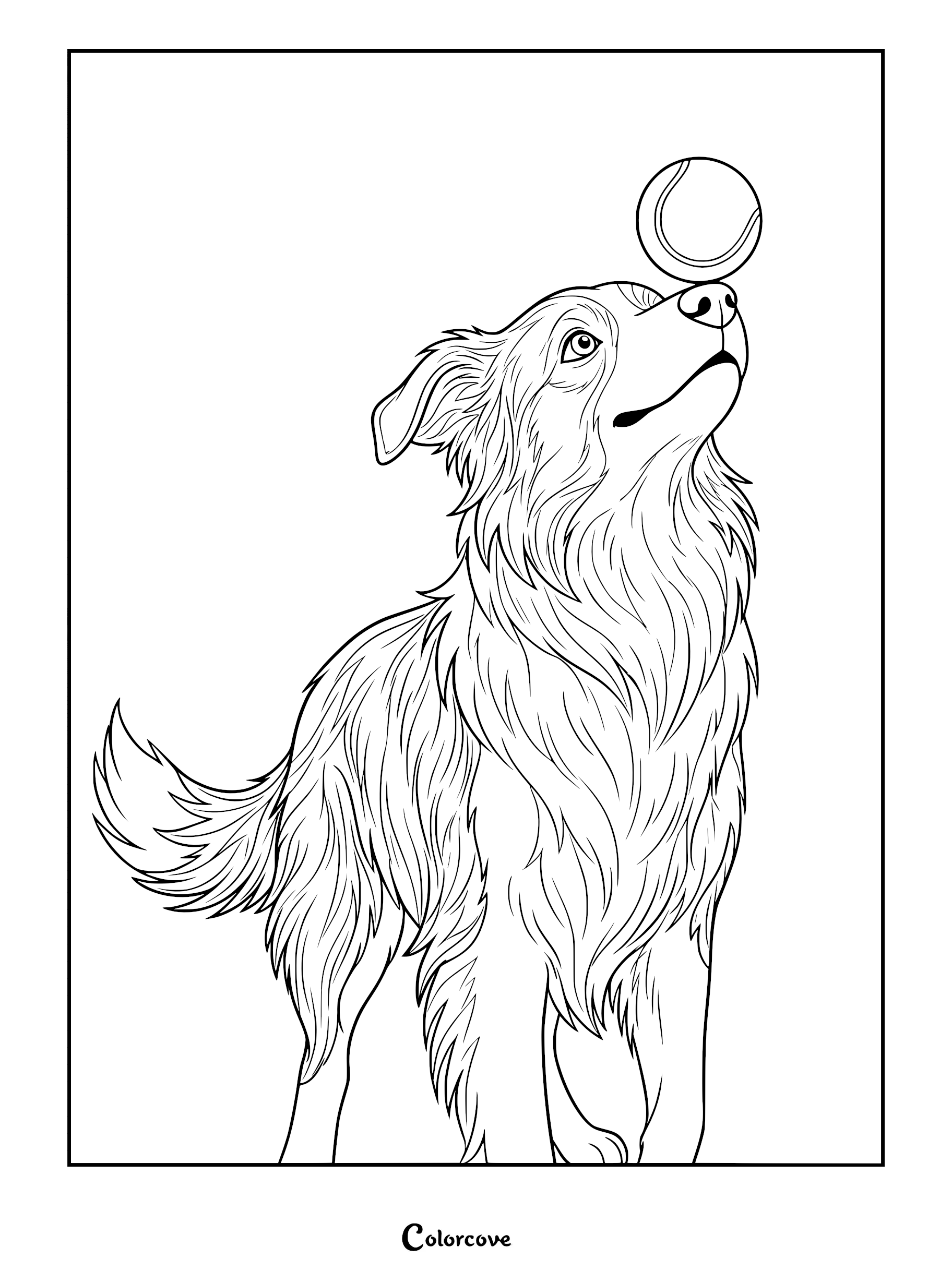 A detailed line art coloring page of a fluffy Border Collie balancing a tennis ball on its nose.