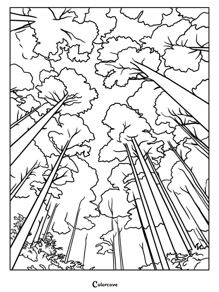 Coloriage de la frondaison d'une Forêt en contre-plongée, montrant de hauts troncs d'arbres et des cimes feuillues s'élevant vers le ciel.