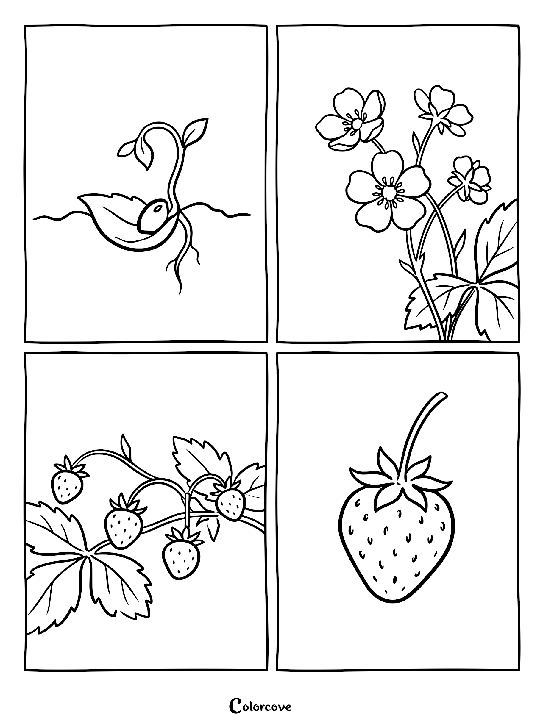 A four-panel educational coloring page showing the life cycle of a strawberry from seed germination to flowering, small fruit development, and a ripe strawberry.