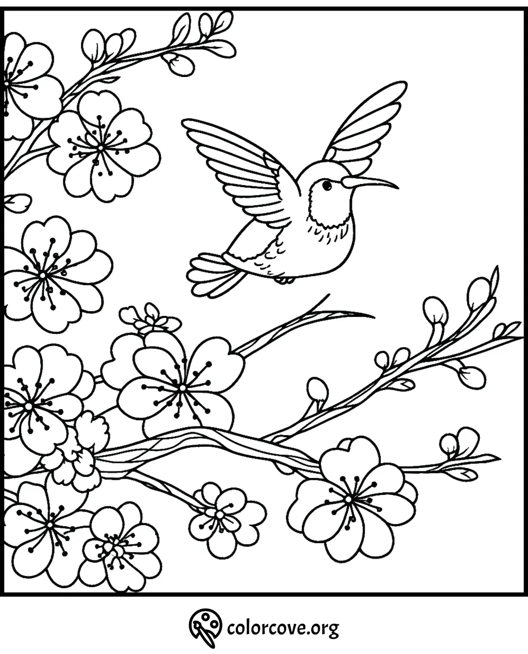 Hummingbird flying among cherry blossoms in a coloring page for relaxation and creativity.