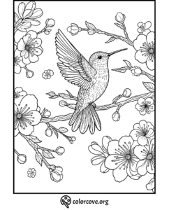 Hummingbird and cherry blossoms coloring page, intricate design for relaxation and creativity.