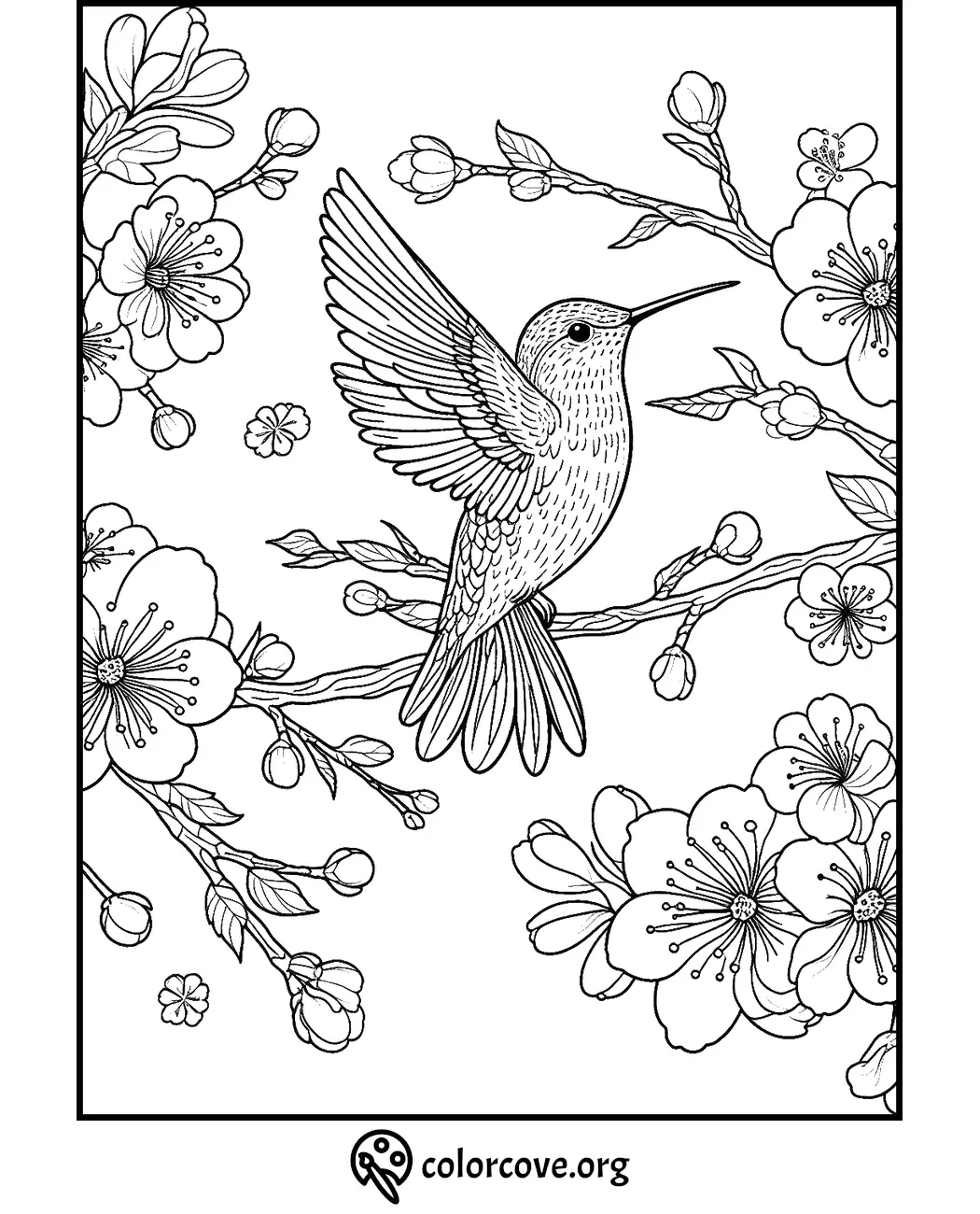 Hummingbird and cherry blossoms coloring page, intricate design for relaxation and creativity.