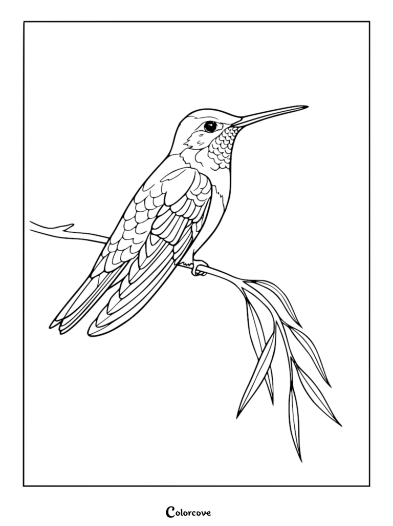 A detailed hummingbird coloring page featuring a bird perched on a thin branch with slender leaves.