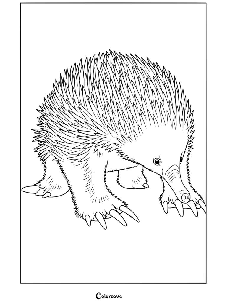 Dibujo para colorear imprimible de un equidna, un mamífero espinoso australiano caminando hacia adelante, en la colección de Canguro y Animales Australianos.