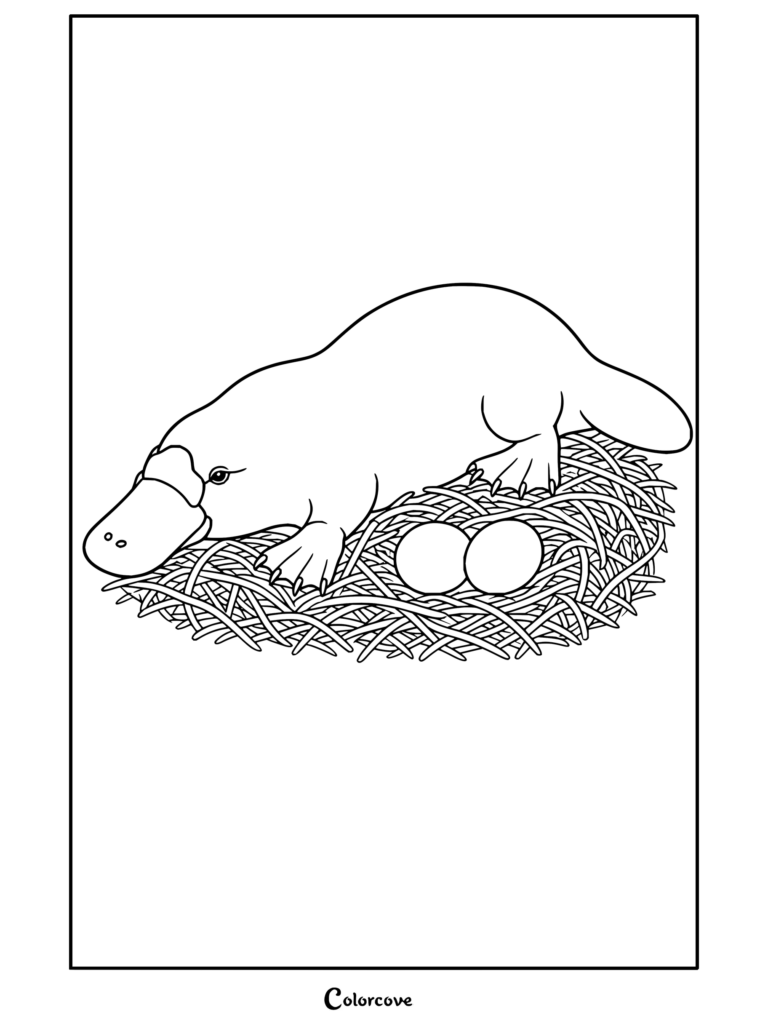 Dibujo para colorear de un ornitorrinco anidando con huevos sobre paja para fanáticos de Canguro y Animales Australianos.