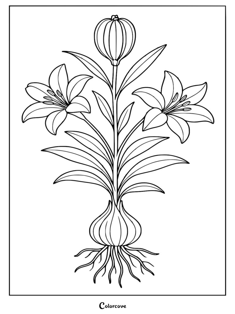 Botanical line art coloring page featuring a lily plant with an exposed bulb, visible roots, two blooming flowers, and a central bud.