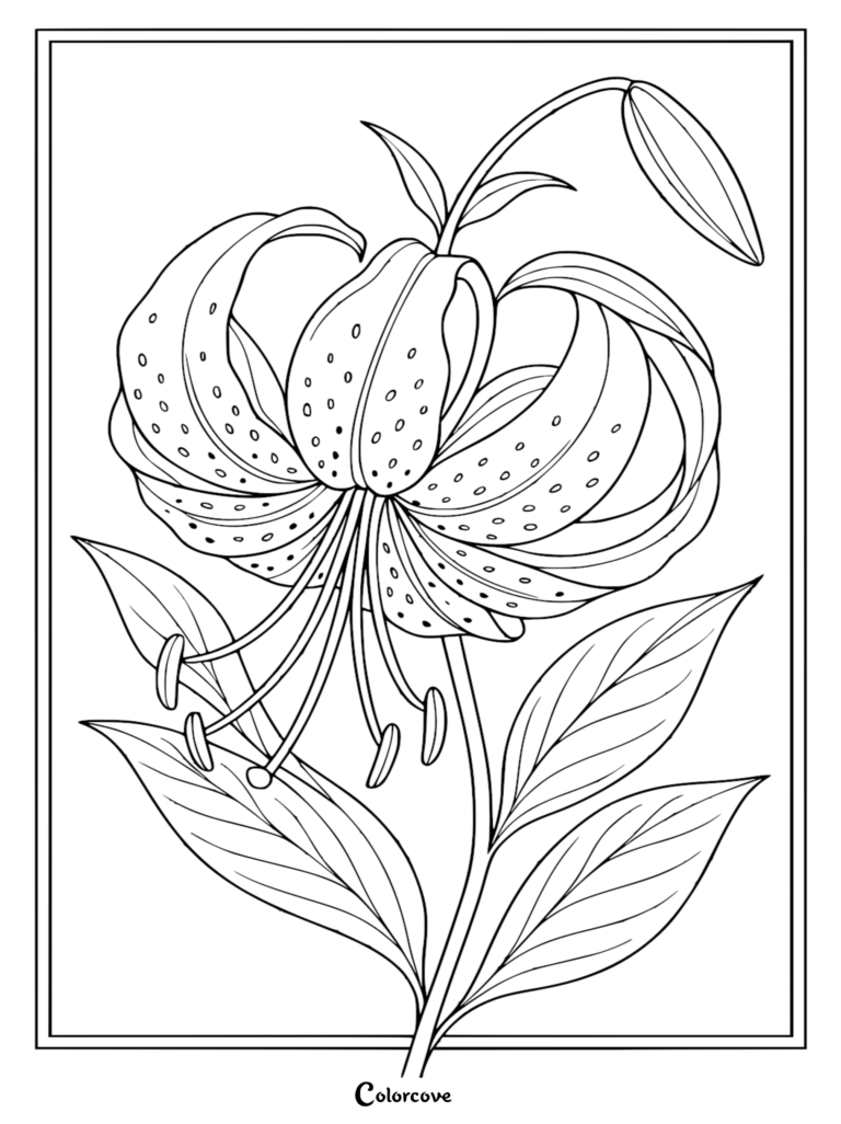 A detailed tiger lily coloring page featuring a large, spotted recurved blossom with prominent stamen and elongated green leaves.