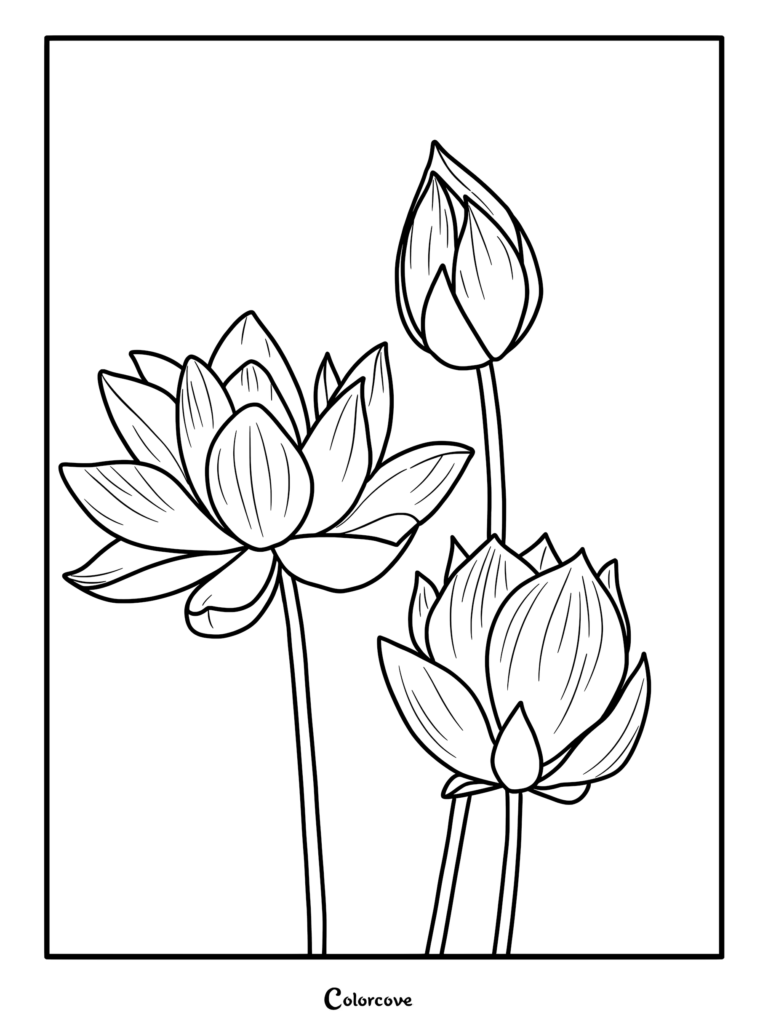 A black and white line art coloring page featuring one fully bloomed lotus flower and two closed lotus buds on long stems.