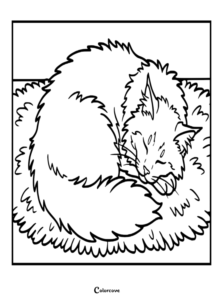 A fluffy Maine Coon curled up in a ball grooming itself in this printable coloring page.