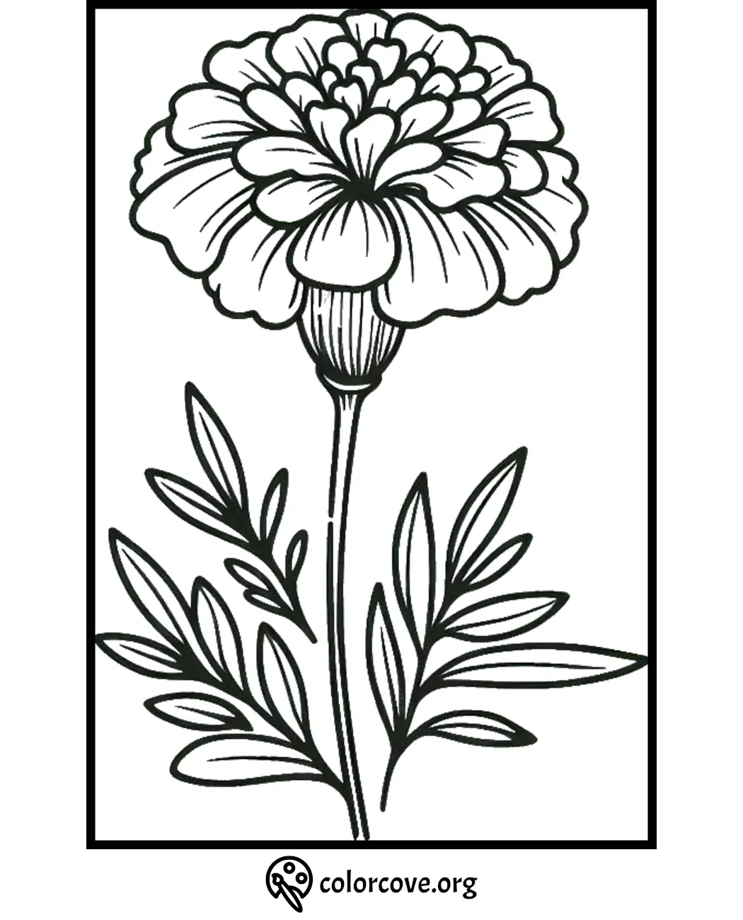 Marigold coloring page for kids and adults with detailed flower and leaves, ready to print and color.