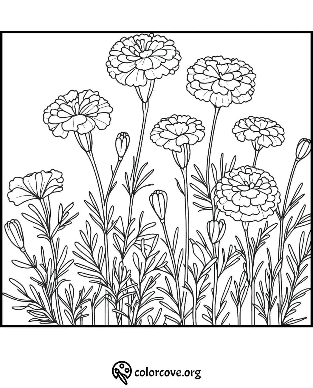 Floral coloring page with blooming marigold flowers and buds, perfect for relaxation and creativity.