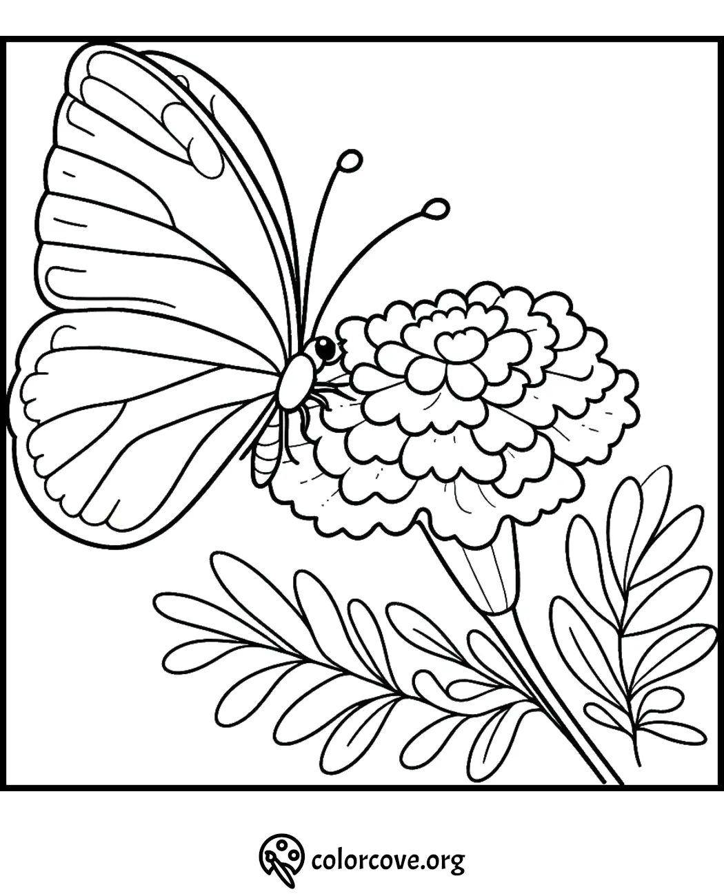 Butterfly on a marigold flower coloring page for kids and adults. Printable nature-themed art from ColorCove.org.