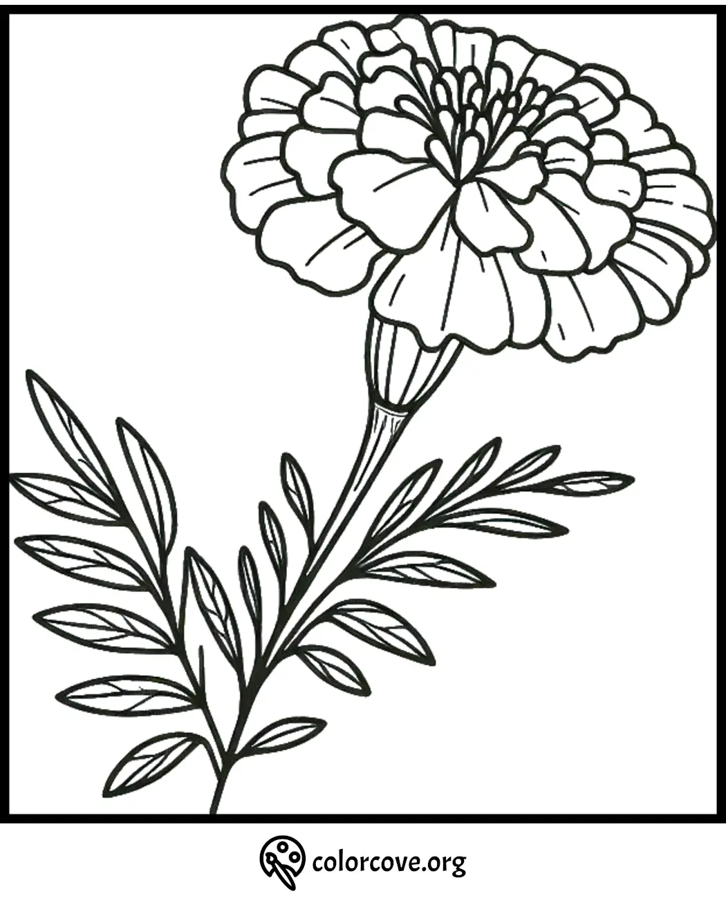 Black and white marigold flower coloring page with detailed petals and leaves. Perfect for floral coloring activities.