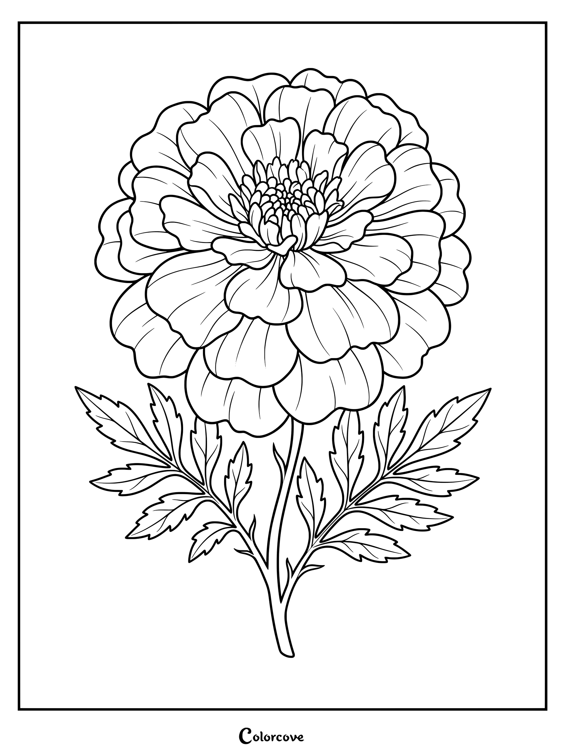 Coloriage détaillé de souci présentant une grande fleur aux multiples pétales et des feuilles dentelées.