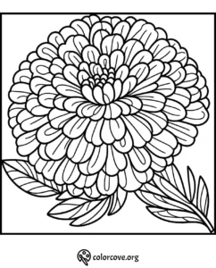 Detailed floral coloring page with intricate petal patterns for relaxation and creativity.