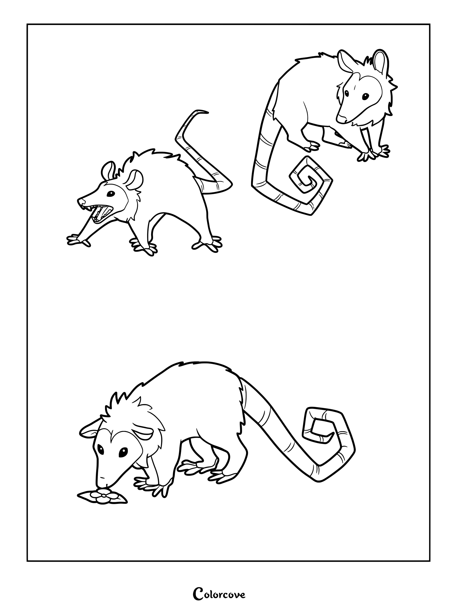 Three opossums in various poses including one hissing, one standing, and one sniffing a flower on this printable coloring page.