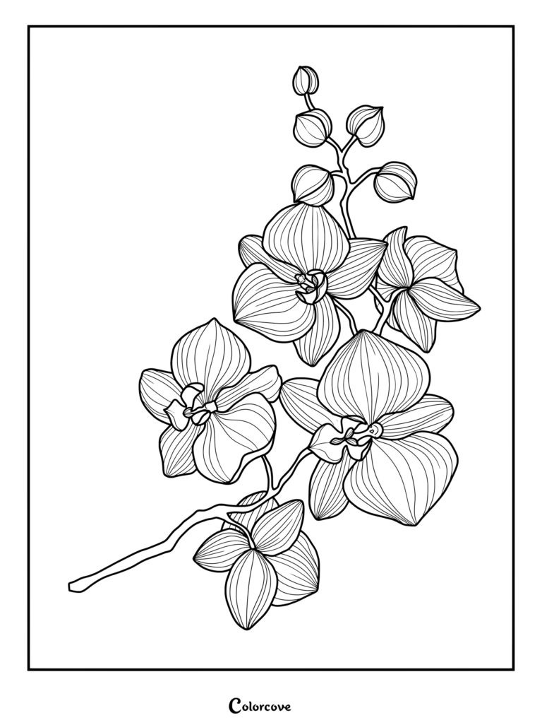 Detailed line art coloring page of an orchid stem featuring multiple blossoms and buds.