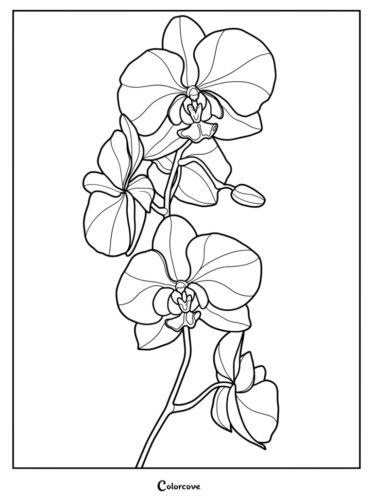 Detailed coloring page featuring a blooming orchid branch with multiple flowers and buds.