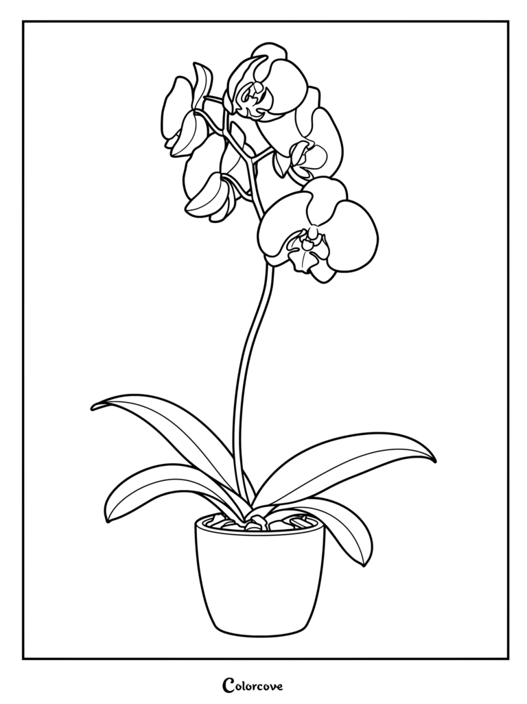 Detailed orchid coloring page featuring a blooming potted flower with wide leaves.