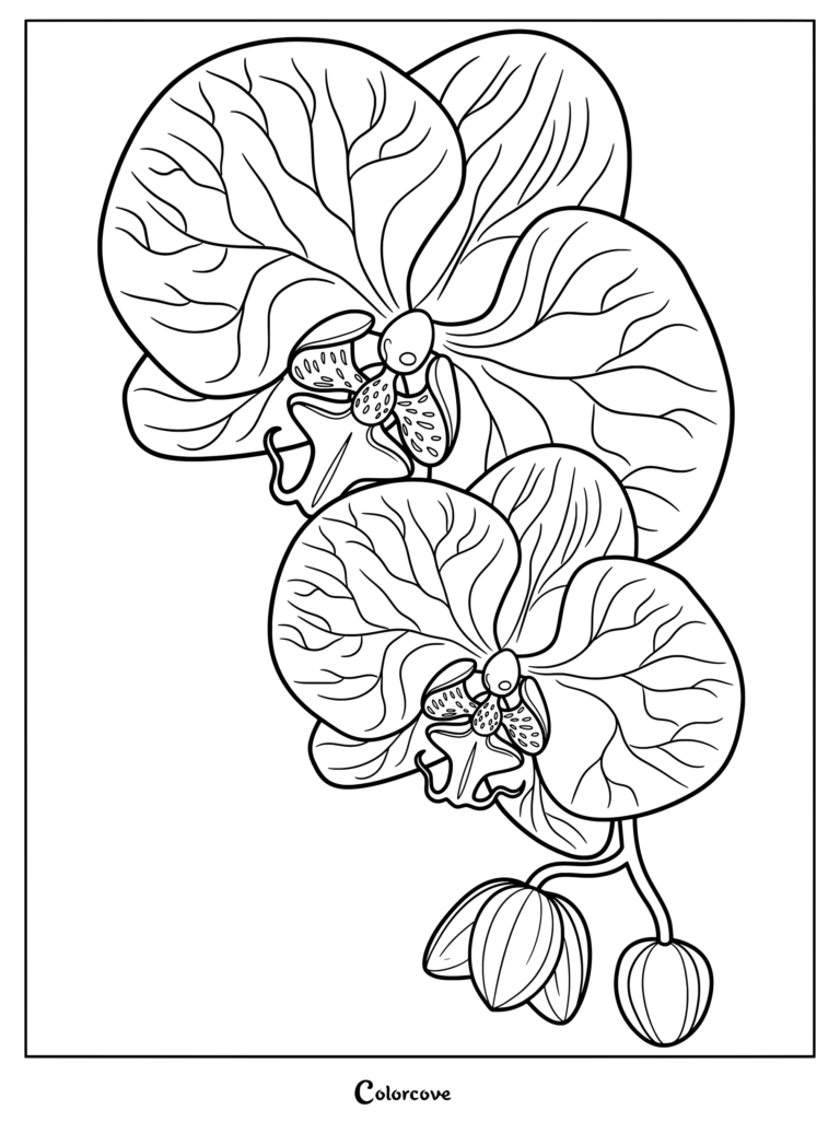 Detailed orchid coloring page featuring two large blooming flowers with intricate petal veins and unopened buds.