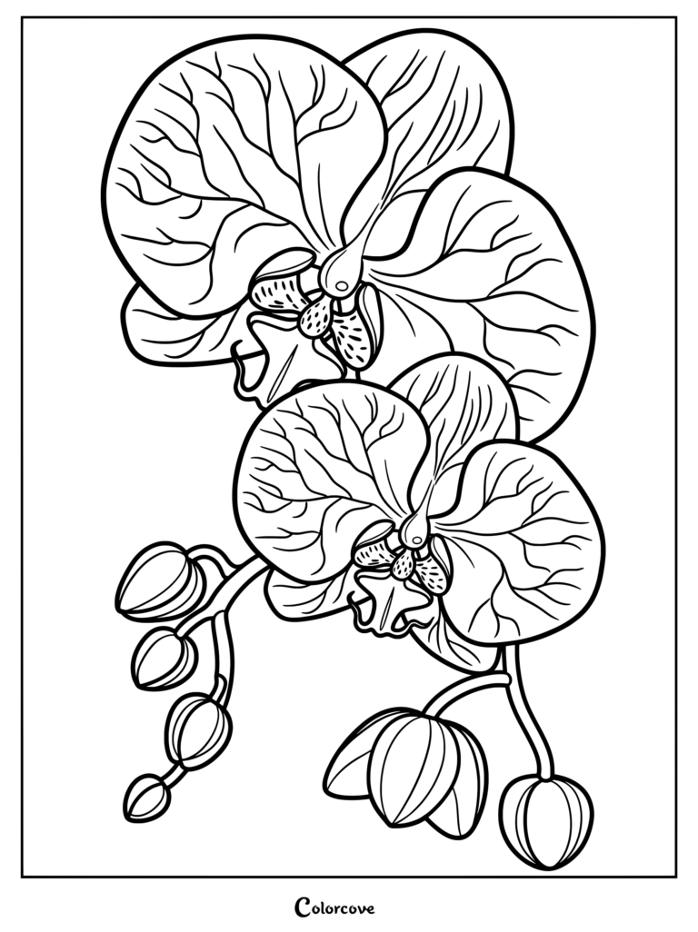 Detailed coloring page of two large orchid blossoms with intricate petal veins and unopened buds on a stem.