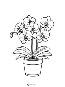 23 Free Orchid Coloring Pages