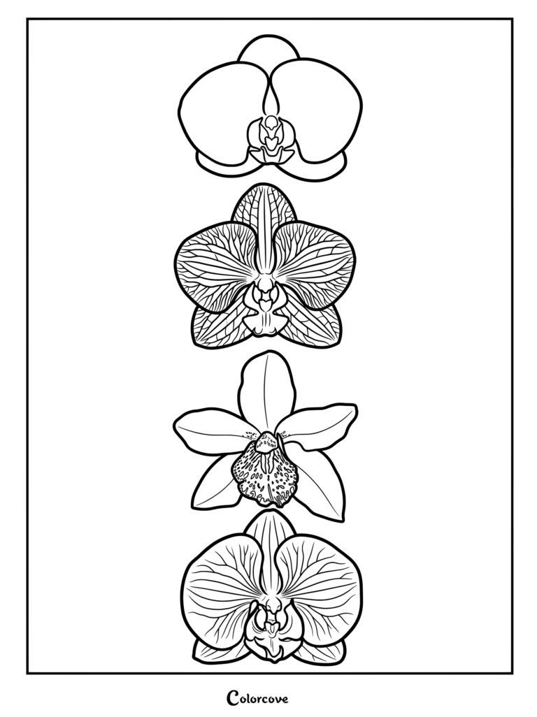 Detailed orchid coloring page featuring four different flower blossoms arranged vertically.