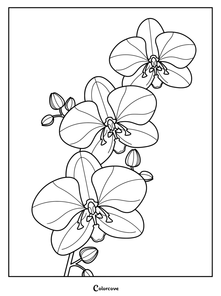 An intricate orchid coloring page featuring three large blooming flowers and small unclosed buds along a stem.