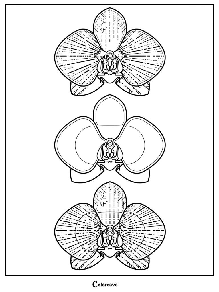Three detailed outline illustrations of an orchid flower for a coloring page.