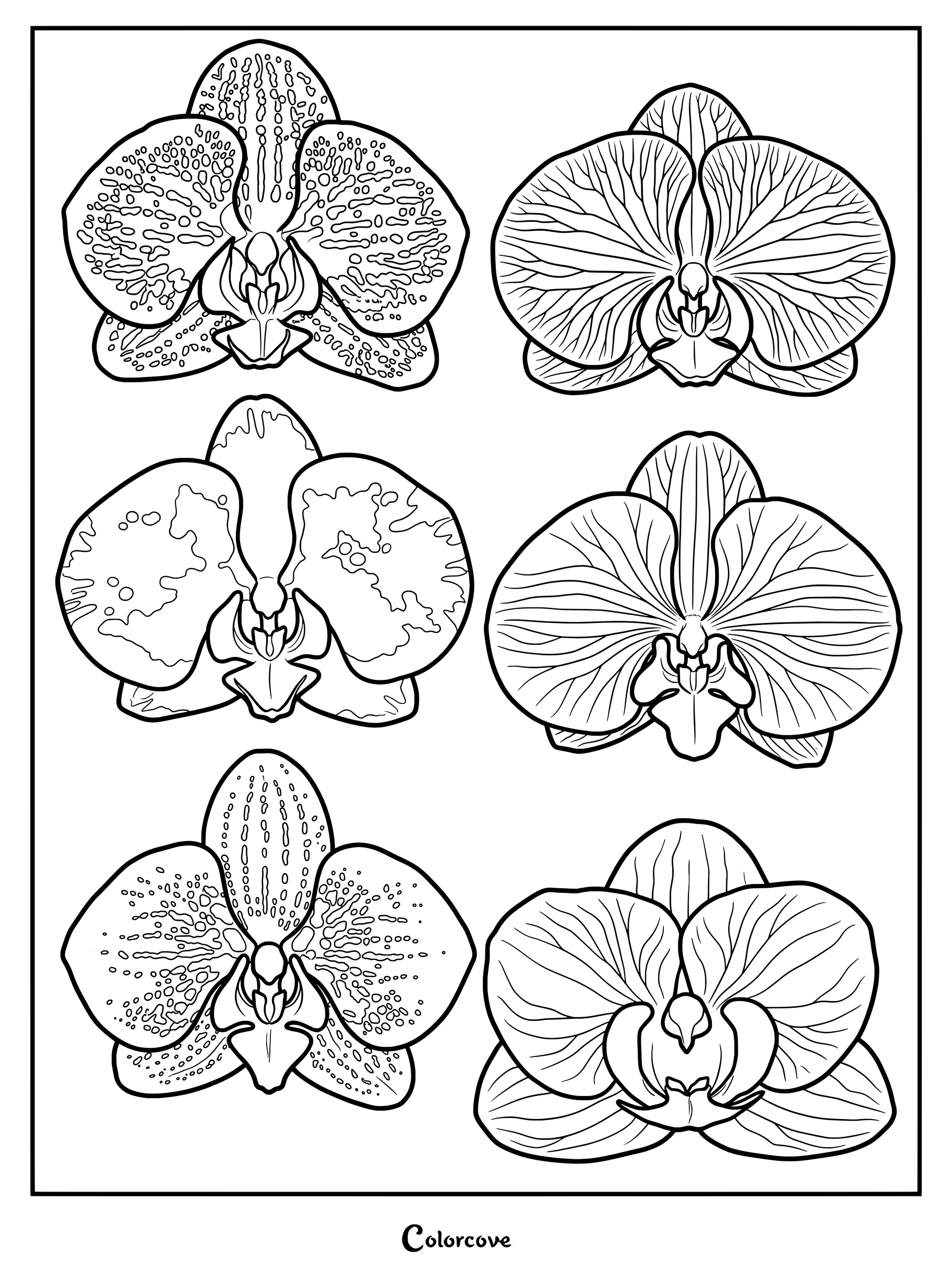 Une page de coloriage d'Orchidées présentant six variétés florales distinctes avec des motifs de pétales tachetés et rayés.