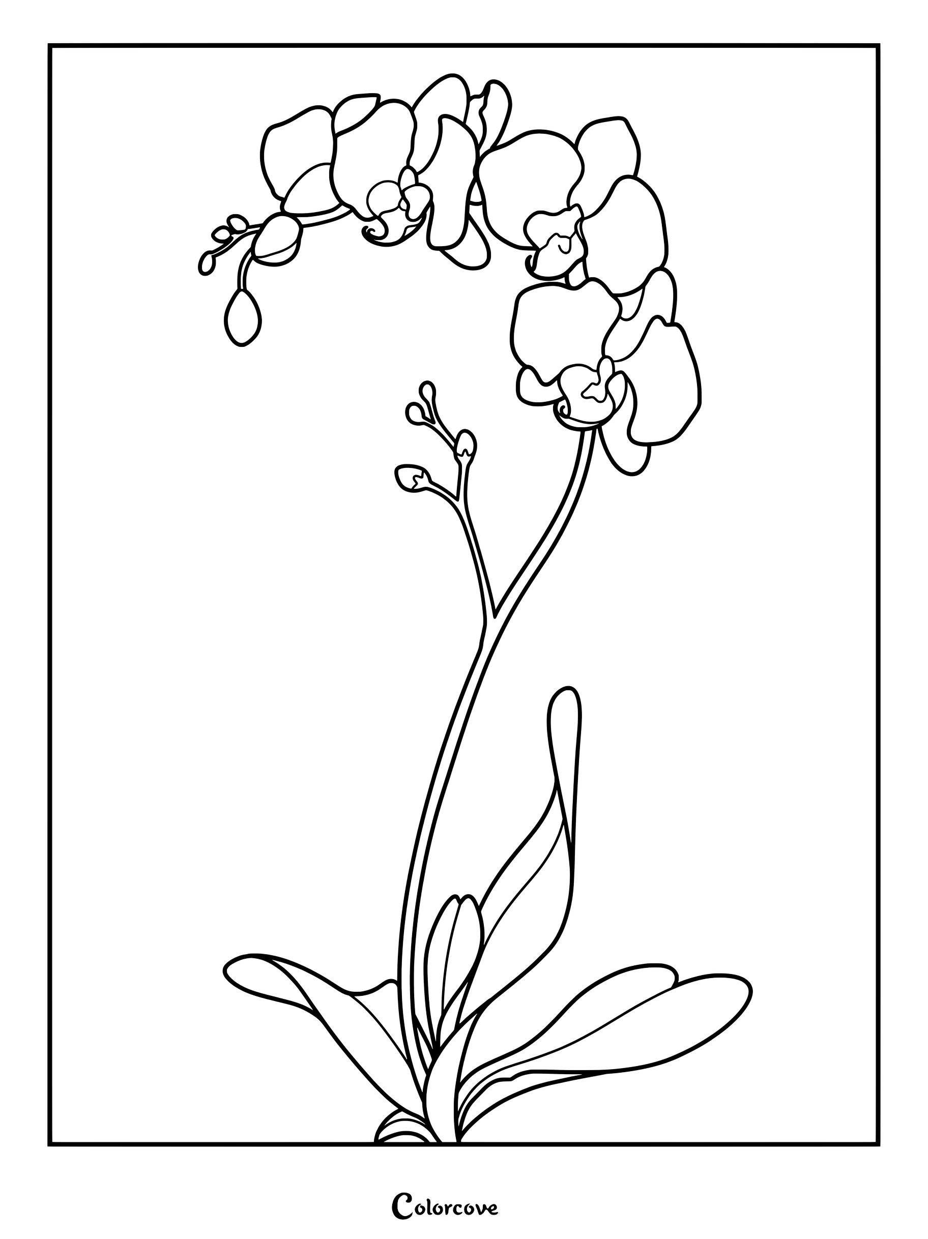 Une page de coloriage complexe d'Orchidées présentant une tige arquée en fleur avec plusieurs fleurs ouvertes et des boutons fermés au-dessus de lisses feuilles vertes.