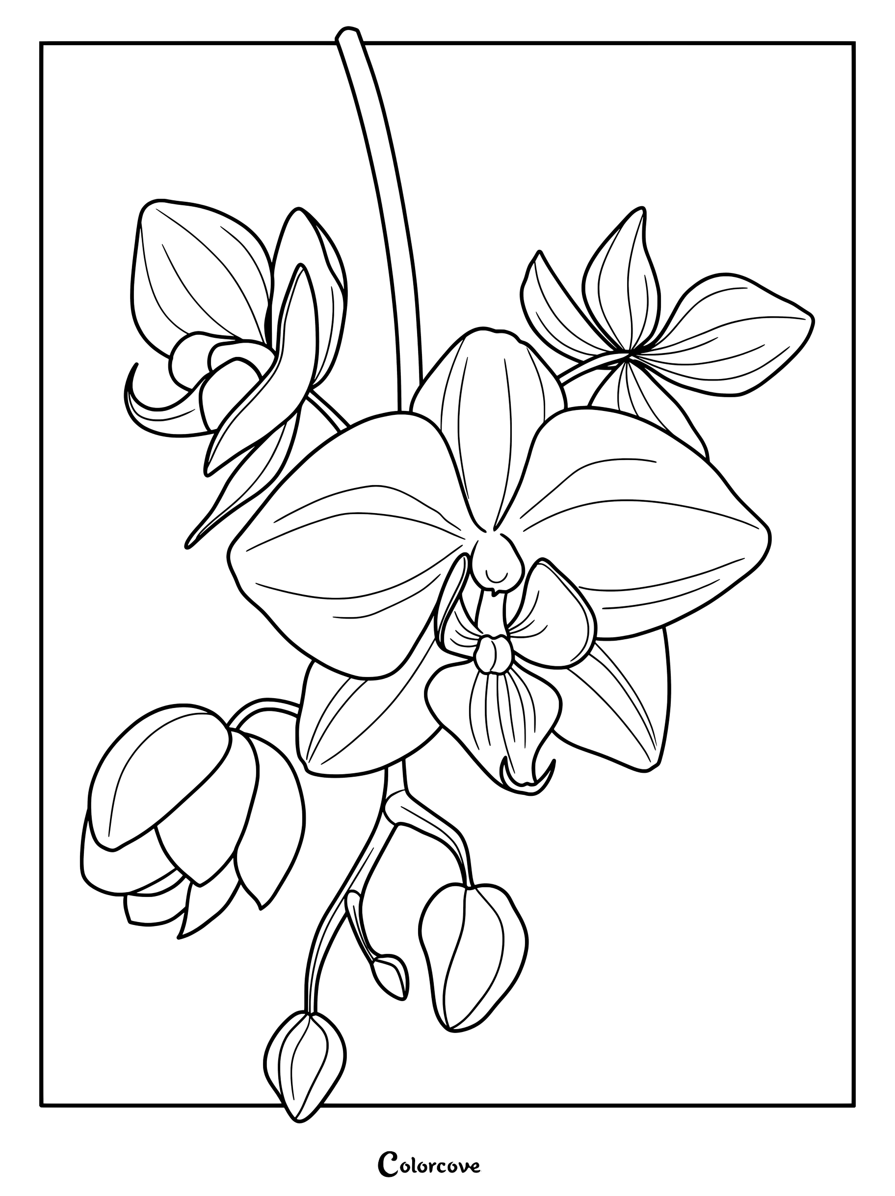 Page de coloriage détaillée d'Orchidées présentant des fleurs de Phalaenopsis épanouies et des boutons.