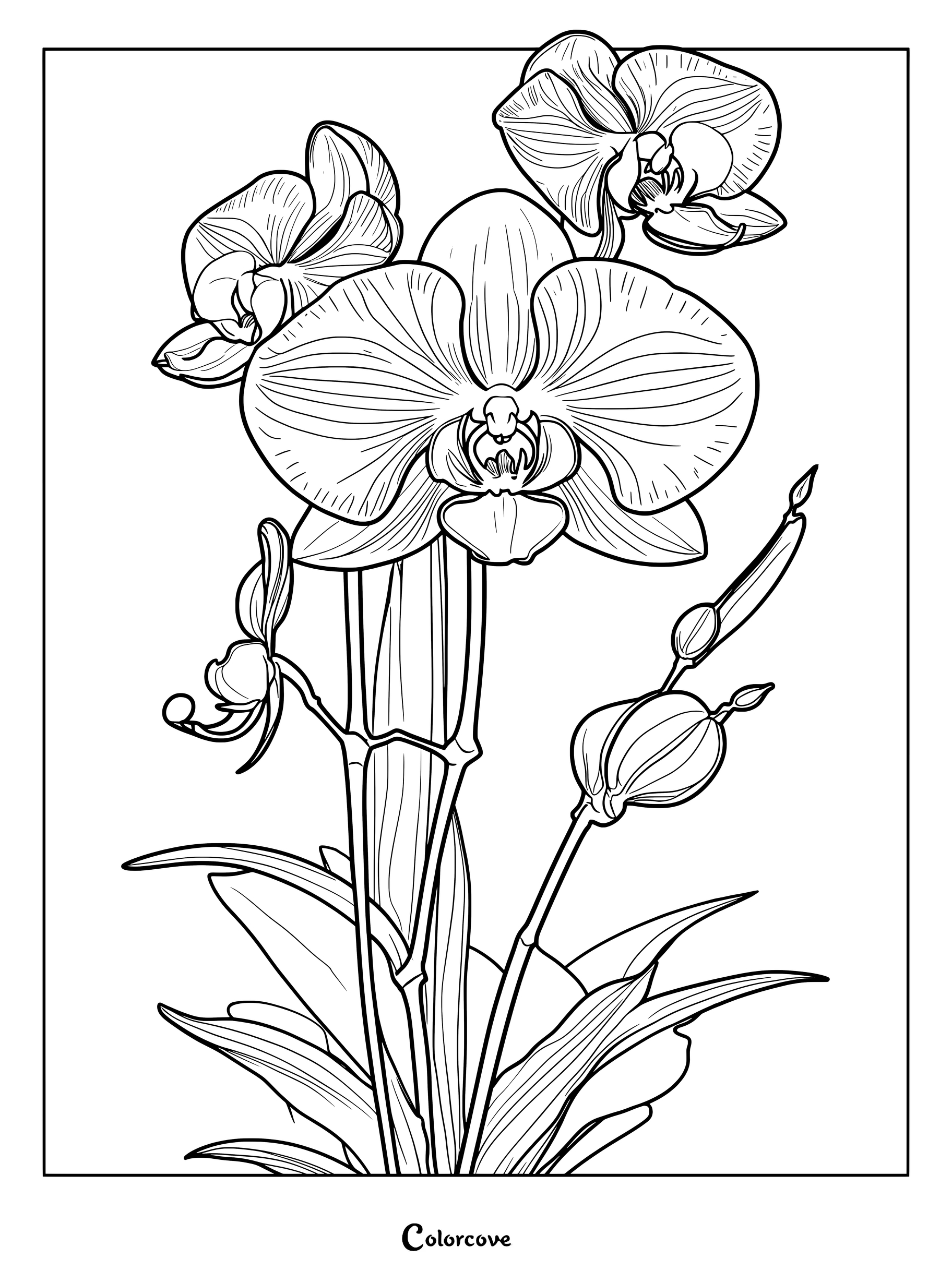 Page de coloriage détaillée d'Orchidées présentant plusieurs fleurs épanouies et des boutons.